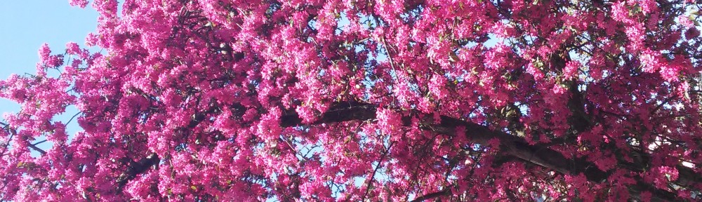 Blühender Baum an der Wilhelmstraße
