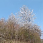 Die kahlen Bäume blühen schon