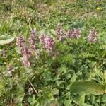 Pflanzen am Wegesrand