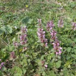 Pflanzen am Wegesrand