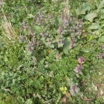 Pflanzen am Wegesrand