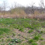 Pflanzen am Wegesrand