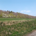Farbenvielfalt am Waldrand