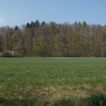 Waldpanorama