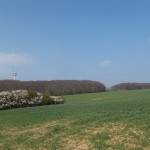 Blick auf den Wald und den Fernsehturm