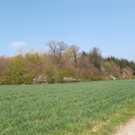 Knorrige Bäume gibt es auch