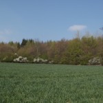 Schönes Waldpanorama