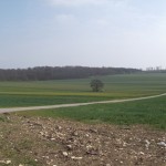 Panorama-Ansicht mit dem Zauberbaum