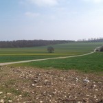 Die ersten Rapsblüten um den Baum
