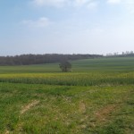 Blick auf den mysteriösen Baum