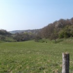 Grasende Rinder in der Ferne