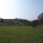 Grasende Rinder in der Ferne