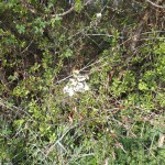 Weiße Blüten am Strauch