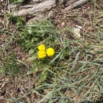 Ein einsamer Löwenzahn