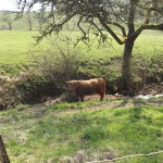 Ein Rind an der Quelle