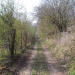 Ein löchriges Dach aus Sträuchern