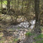 Es fließt durch das Unterholz