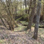 Der Ritzer Bach, schlängelt sich durch das Unterholz