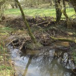 Ein Baum wächst im Wasser