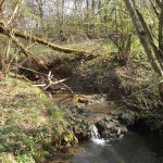Wilde Schönheit der Natur