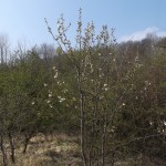 Einzelne Blüten an einem Strauch