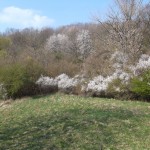 Weiße blühende Sträucher