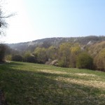 Blick über eine Wiese