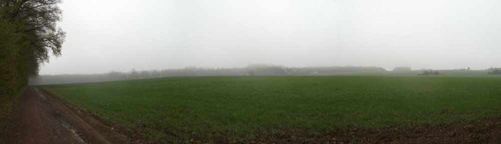 Panorama des Waldes, den ich ansteuerte