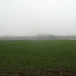Panorama des Waldes, den ich ansteuerte