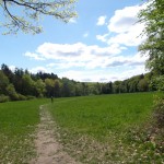 Eine große Lichtung im Wald