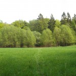 Wald