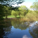 Ein kleiner Teich im Wald