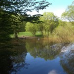 Ein kleiner Teich im Wald