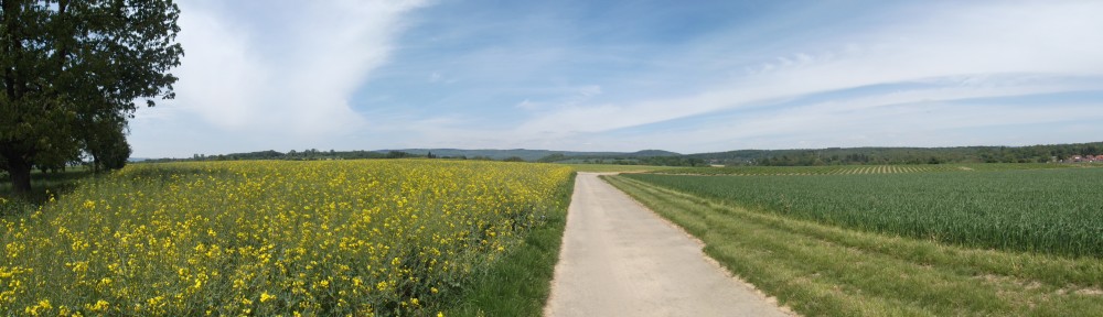 Panorama der Rapsfelder zwischen Bierstadt und Kloppenheim