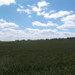 Felder bis zum Horizont