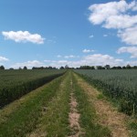 Der Feldweg in Richtung B455