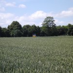 Ein Weizenfeld an der B455