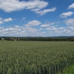 Ein Weizenfeld bei Bierstadt