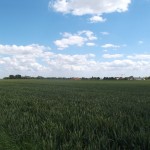 Erbenheim am Horizont