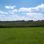 Schilf an einem kleinen Bach