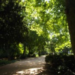 Vom Blätterdach geschützt