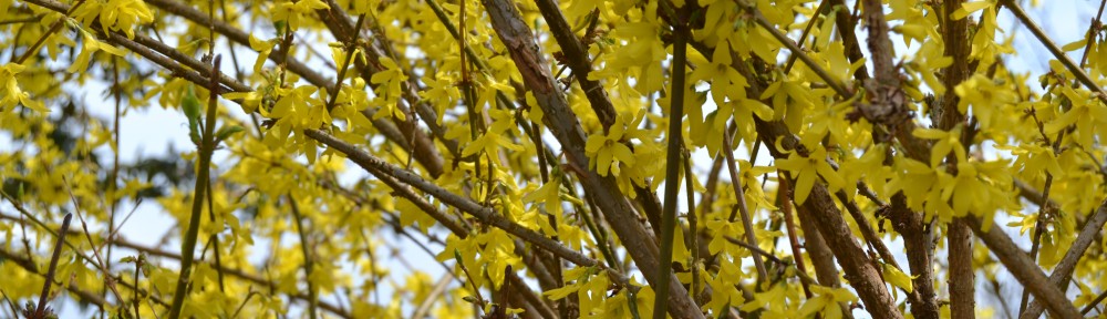 Ein Forsythie-Strauch