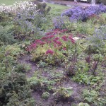 Blumen in der Reisinger-Anlage