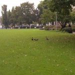 Enten in der Reisinger-Anlage