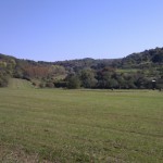 Wiesen am Rande von Merchingen