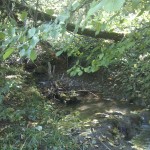 Der Bach schlängelt sich durch das Unterholz