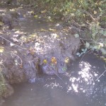 Herbstlaub wird vom Wasser davon getragen.