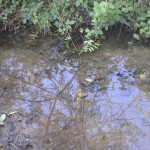 Bäume spiegeln sich im Wasser