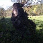 Ein alter Baumstumpf