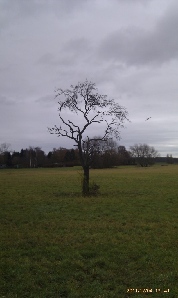 Ein einsamer Baum im Feld. Ein einsamer Baum im Feld.